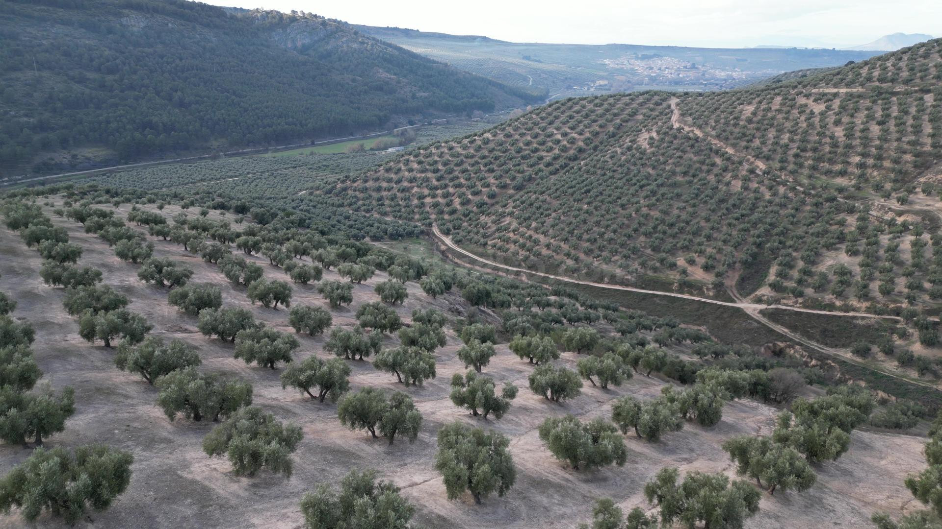 OLIVAR DE REGADIO Y 70 HA: CICLO COMPLETO DE PRODUCCIÓN Y AL - foto 5
