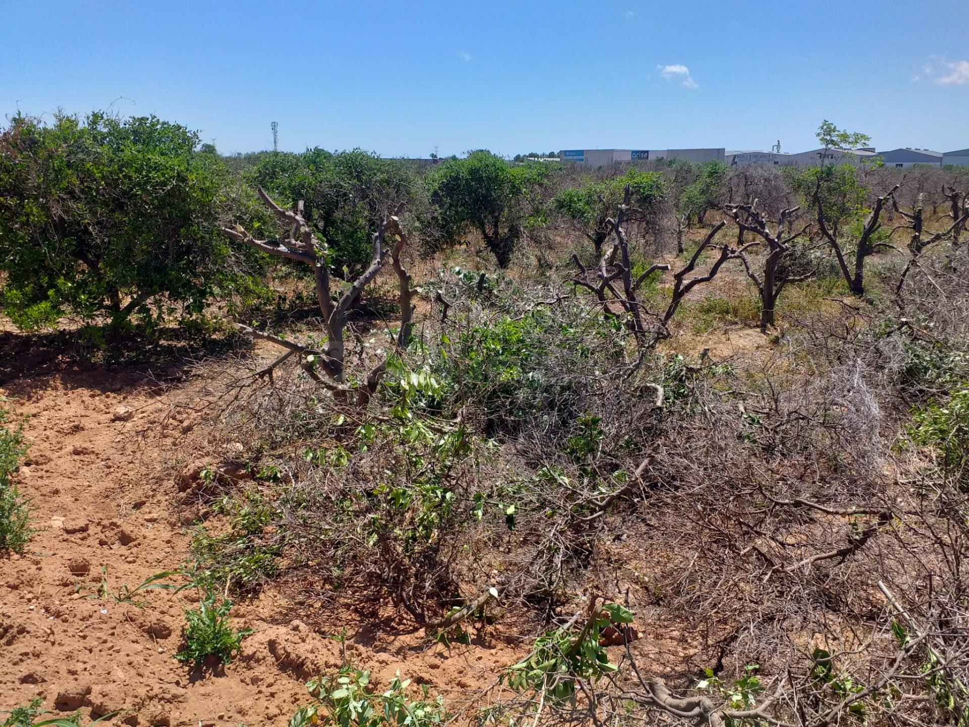 TERRENO ECONÓMICO RUSTICO A LA VENTA EN MONCADA.ZONA POLIGON - foto 5