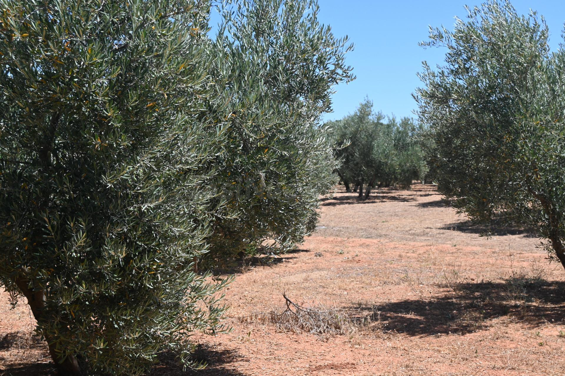ALGO MÁS QUE UNA FINCA OLIVOS DE REGADIO
