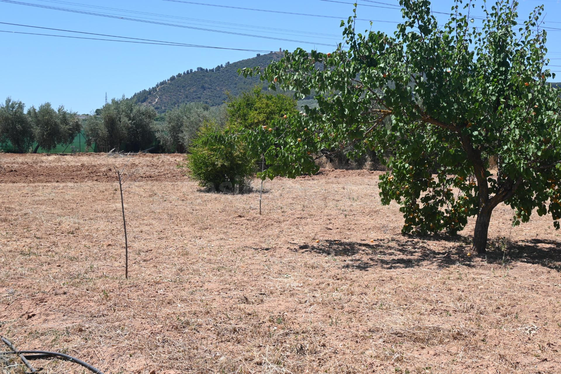 ALGO MÁS QUE UNA FINCA OLIVOS DE REGADIO - foto 3