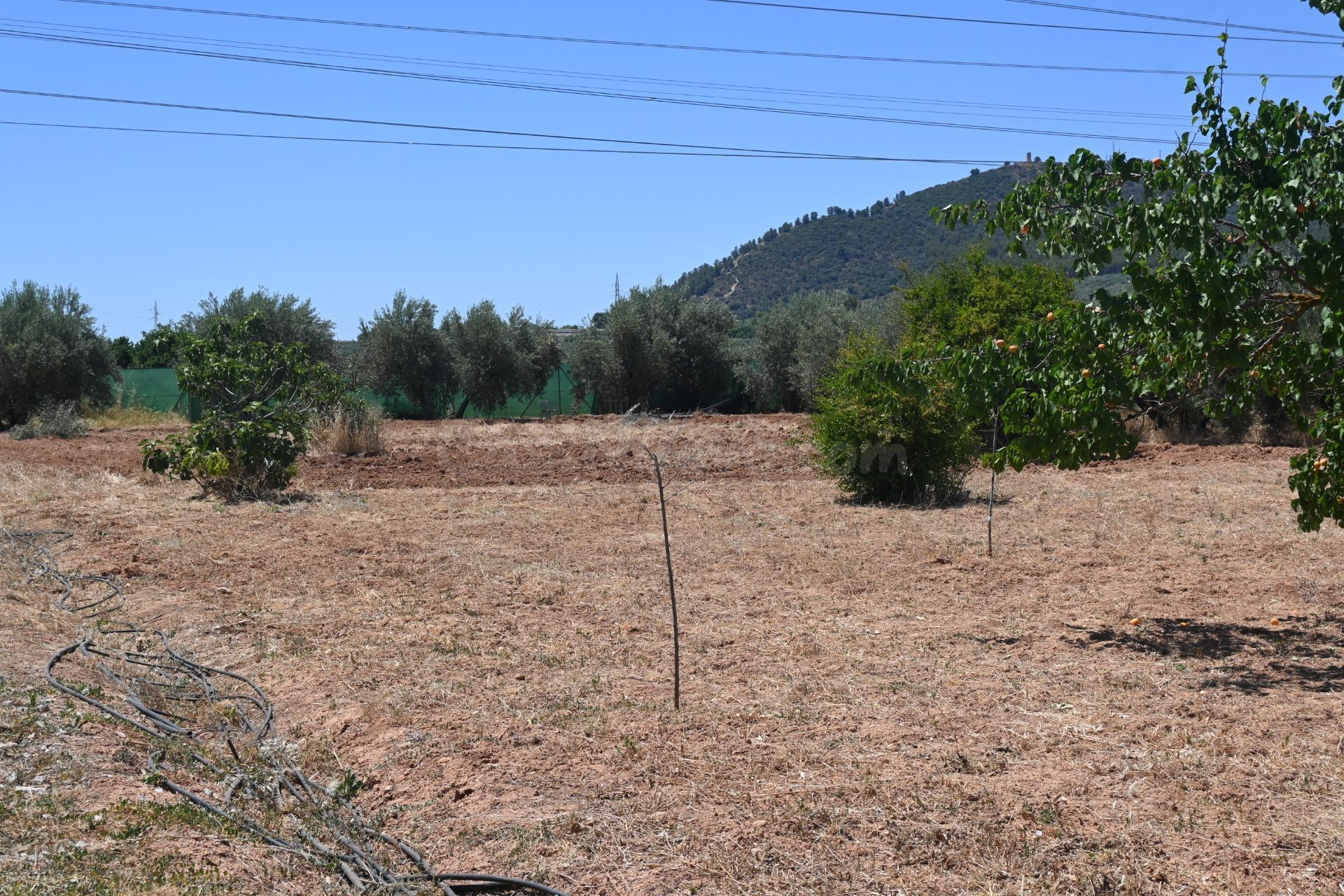 ALGO MÁS QUE UNA FINCA OLIVOS DE REGADIO - foto 4