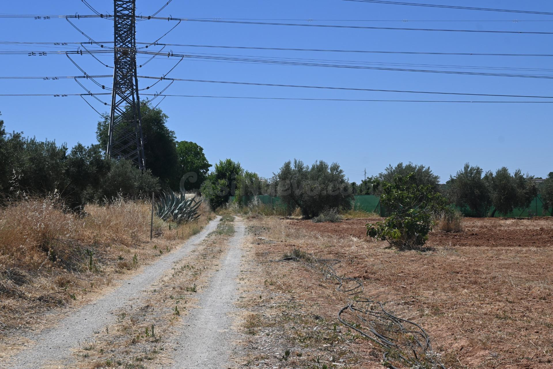 ALGO MÁS QUE UNA FINCA OLIVOS DE REGADIO - foto 5