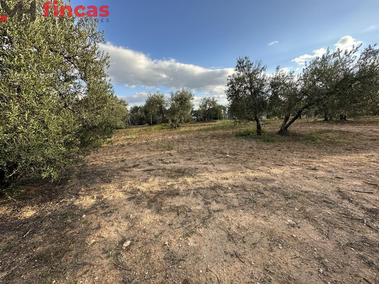 Precioso Olivar de secano 100 patas aprox . y 3.600 Mt2 de parcela (Con escrituras)