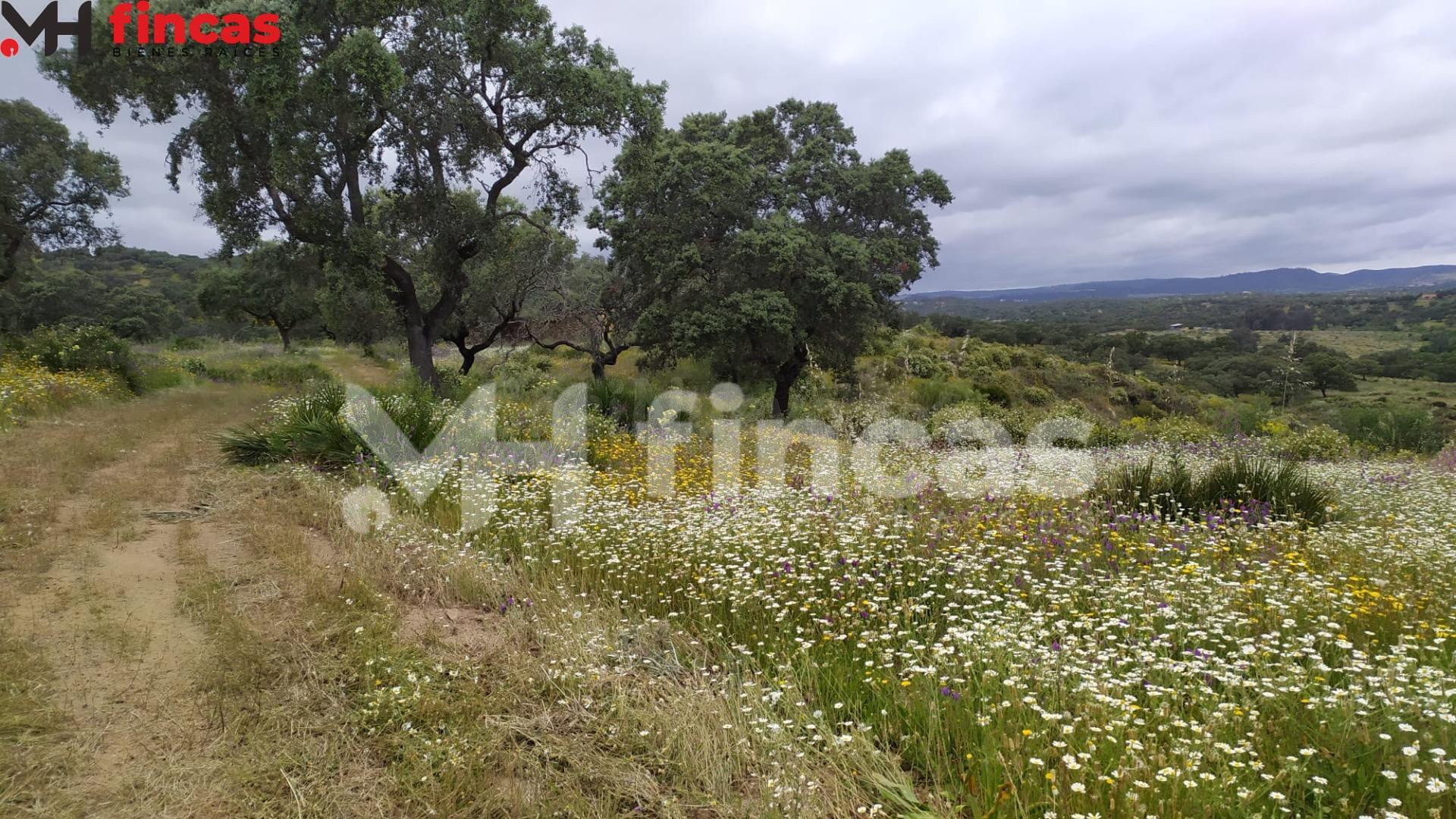 Finca patrimonial de dehesa con agua natural y edificaciones | 35 hectáreas en Sierra de Sevilla - foto 2