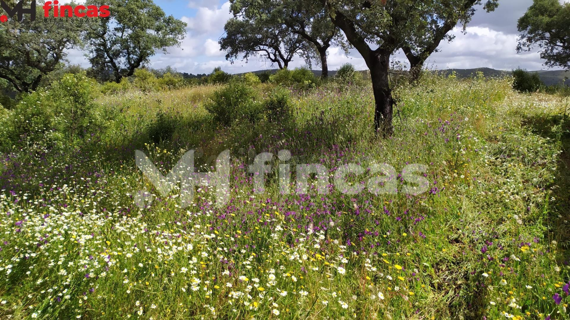 Finca patrimonial de dehesa con agua natural y edificaciones | 35 hectáreas en Sierra de Sevilla - foto 3