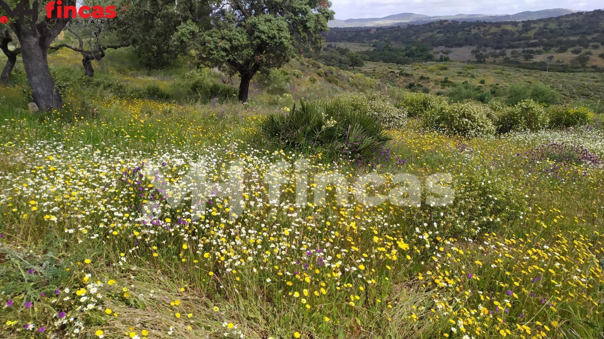 Finca patrimonial de dehesa con agua natural y edificaciones | 35 hectáreas en Sierra de Sevilla - foto 5