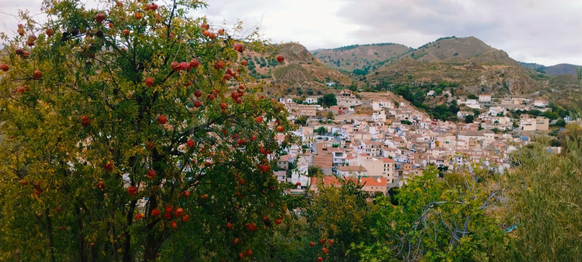 Un Paraíso Natural entre Olivos, Granados, Almendros e Higueras