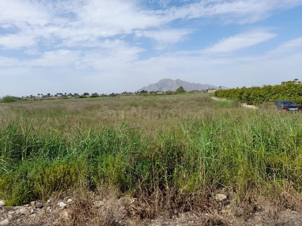 Amplia Parcela en Catral, Alicante - Oportunidad Única