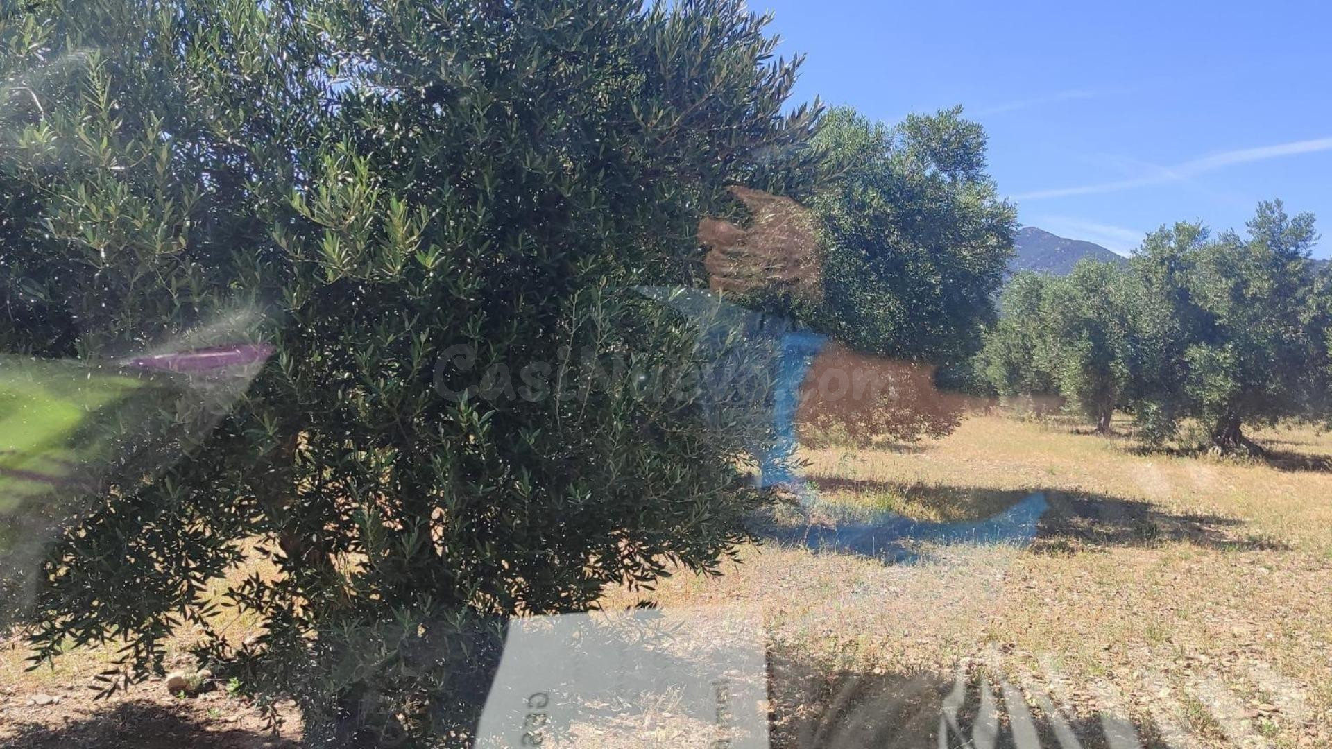 Finca rústica en venta en Cantallops – Olivos centenarios, viñas, huerto y construcción para vivienda con garaje