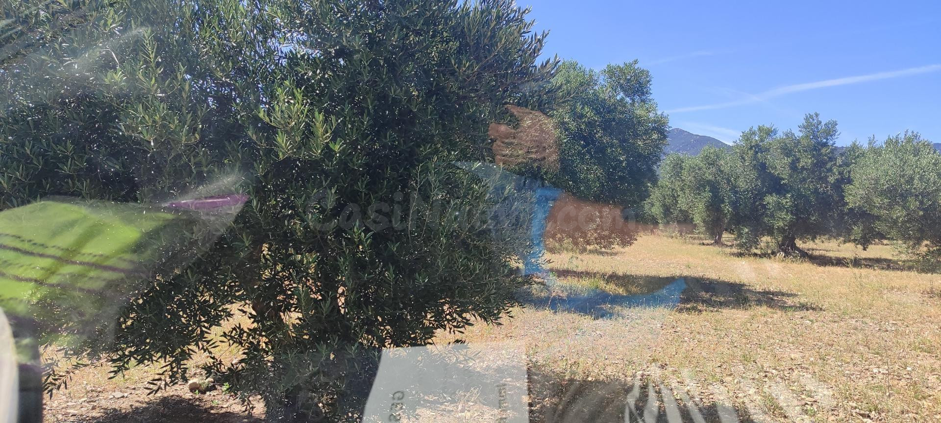 Finca rústica en venta en Cantallops – Olivos centenarios, viñas, huerto y construcción para vivienda con garaje - foto 3