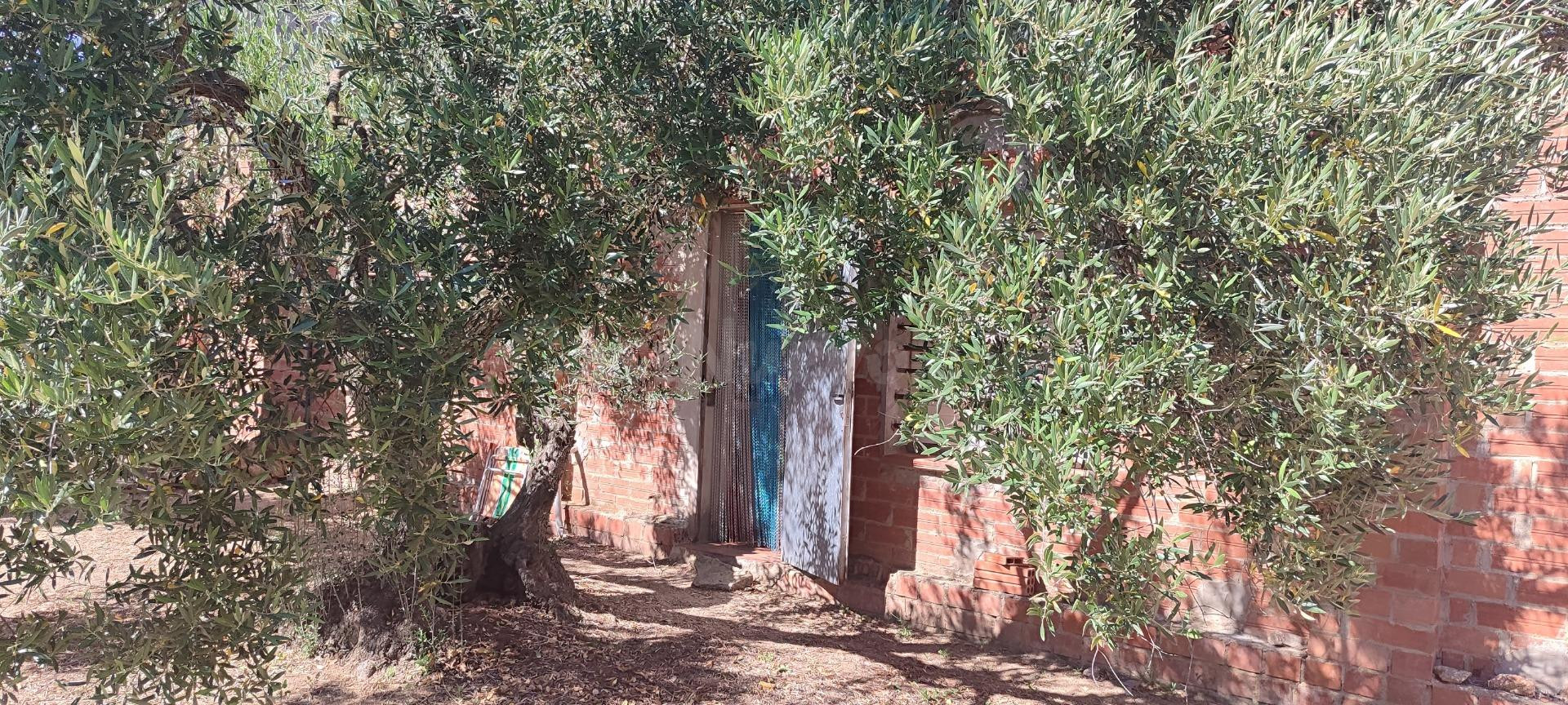 Finca rústica en venta en Cantallops – Olivos centenarios, viñas, huerto y construcción para vivienda con garaje - foto 4