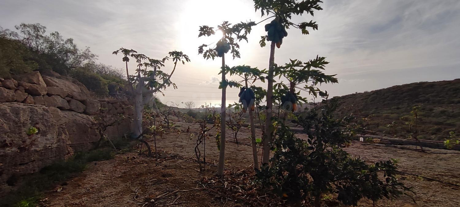 Terreno rústico con cuevas, tanque de agua y cultivo en Chimiche, Granadilla de Abona.