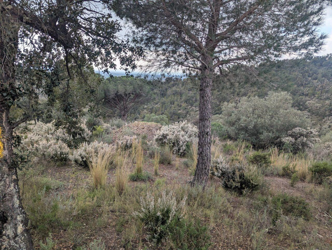 Oportunidad única: Terreno Rústico de 32.000 m2 en un Entorno Natural Privilegiado