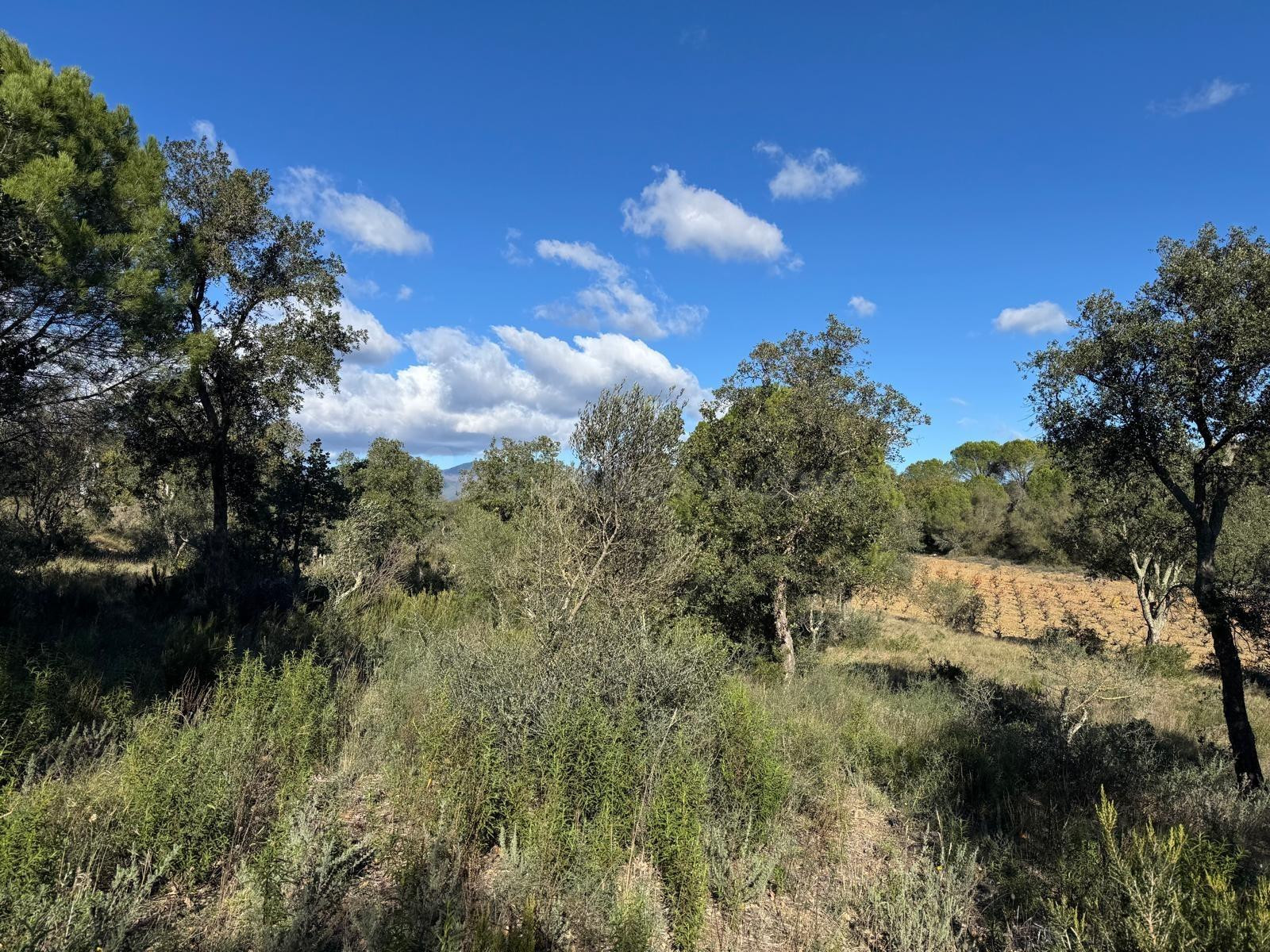 Terreno rústico de más de 11.000 m2 con olivos en Rabós - foto 2