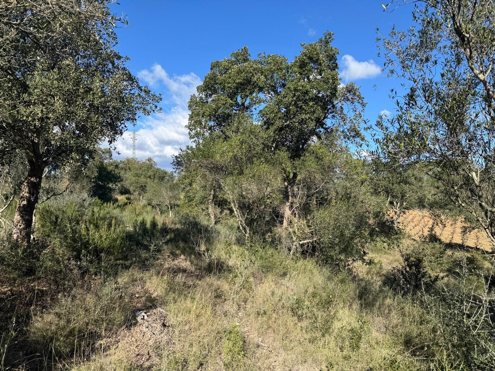 Terreno rústico de más de 11.000 m2 con olivos en Rabós - foto 3