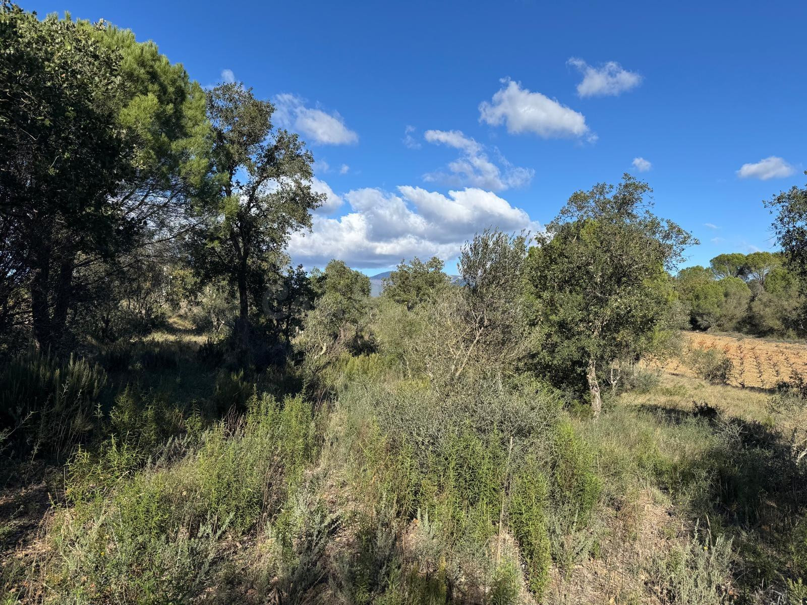 Terreno rústico de más de 11.000 m2 con olivos en Rabós - foto 4
