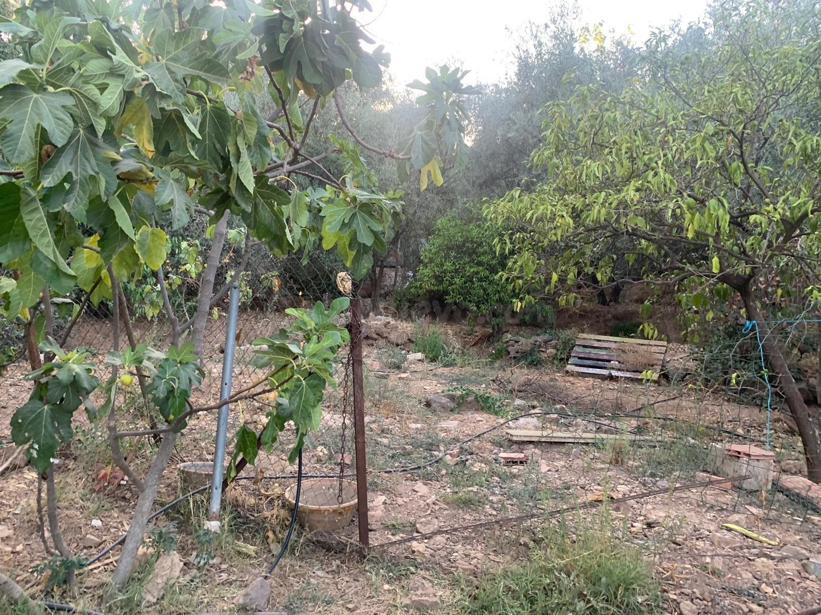 PARCELA ZONA DOÑA MANUELA