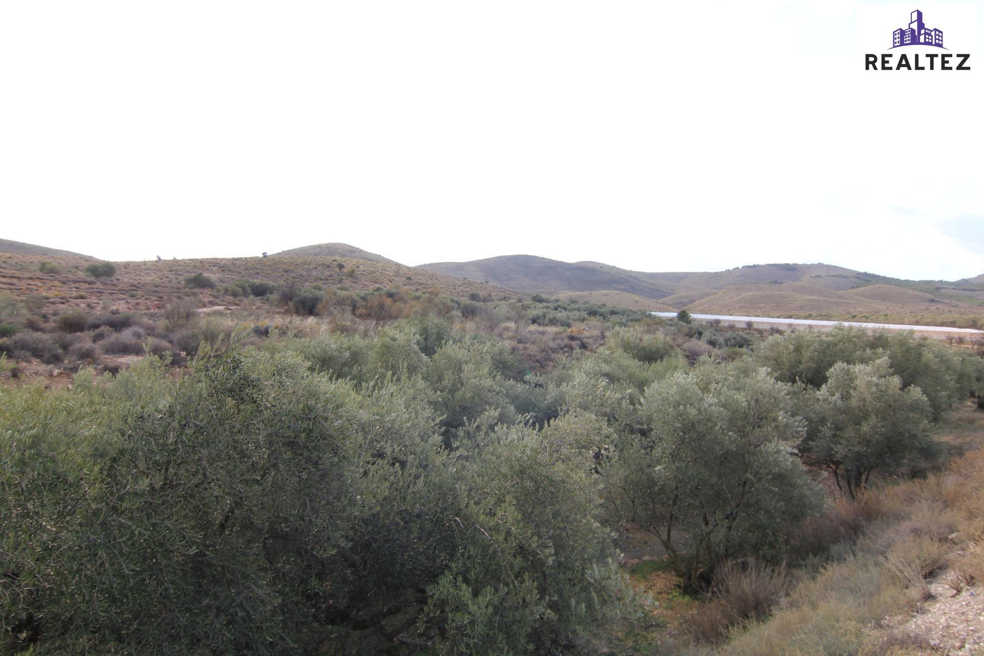 Se vende finca de olivos de regadío en Alcolea (Almería) - foto 4