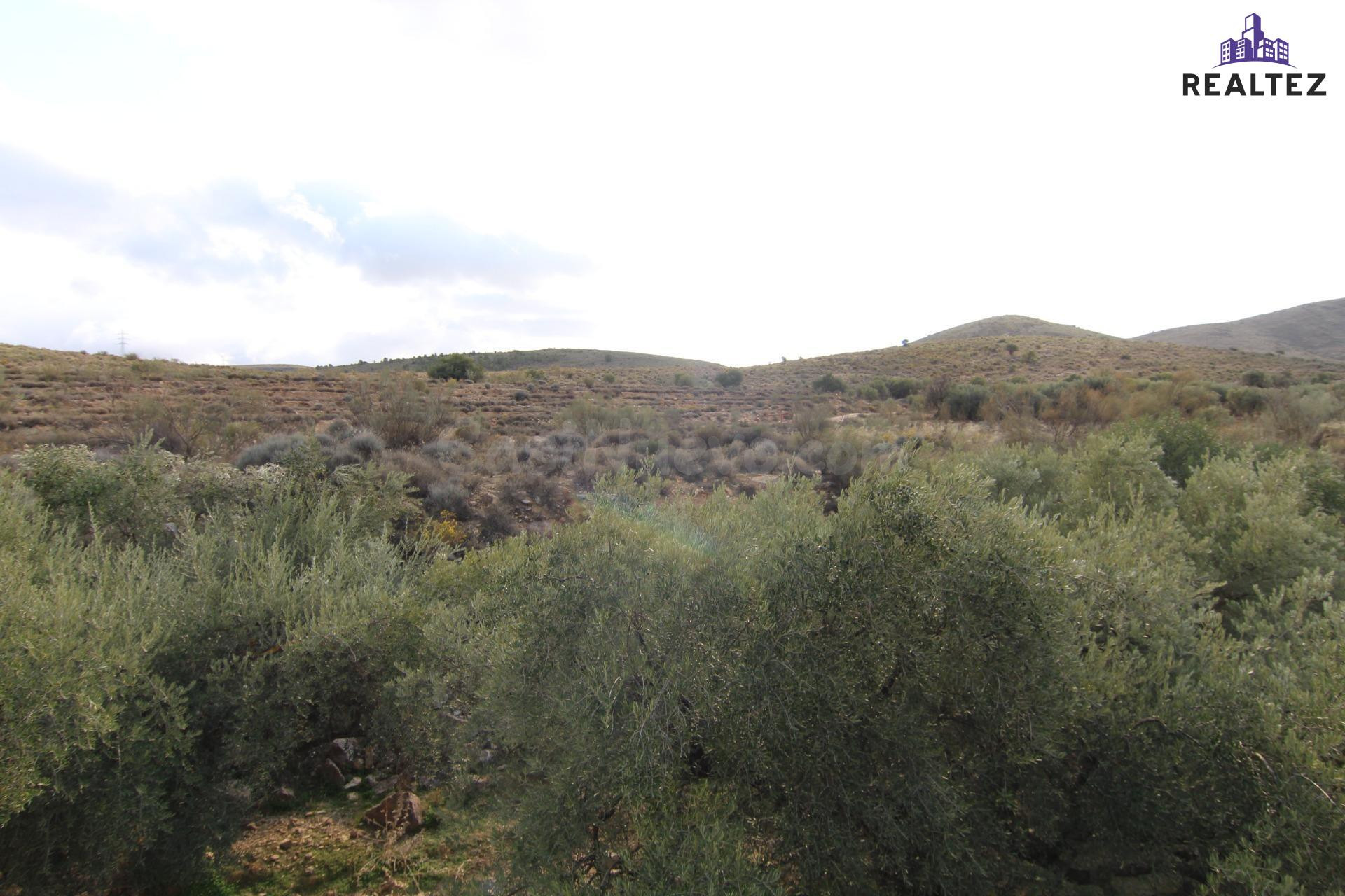 Se vende finca de olivos de regadío en Alcolea (Almería) - foto 5