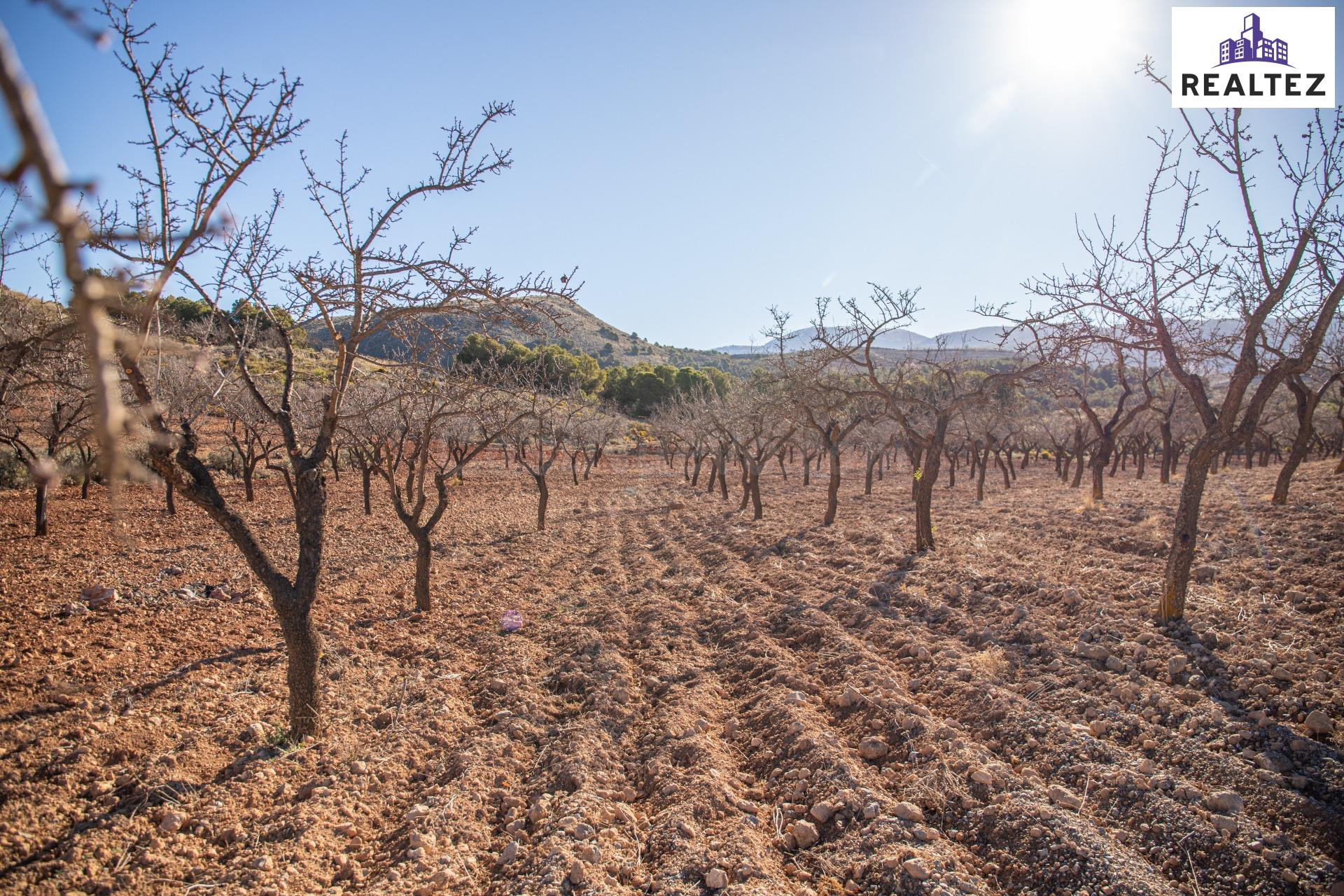 FINCA EN VENTA SITA EN ALCOLEA CON ALMENDROS ECOLÓGICOS EN P