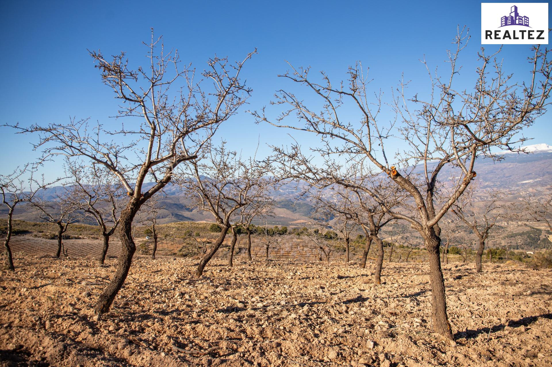 FINCA EN VENTA SITA EN ALCOLEA CON ALMENDROS ECOLÓGICOS EN P - foto 3
