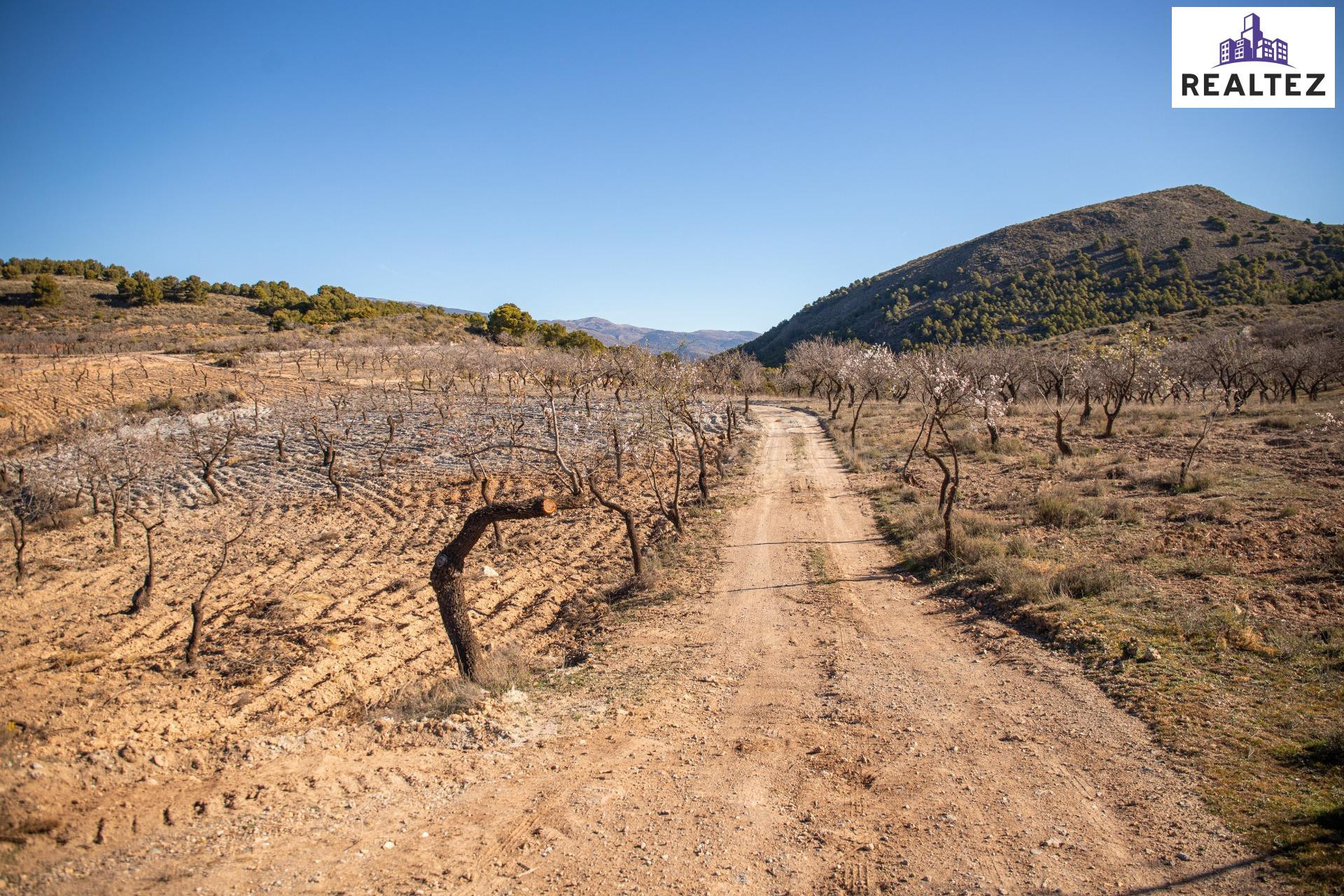 FINCA EN VENTA SITA EN ALCOLEA CON ALMENDROS ECOLÓGICOS EN P - foto 4
