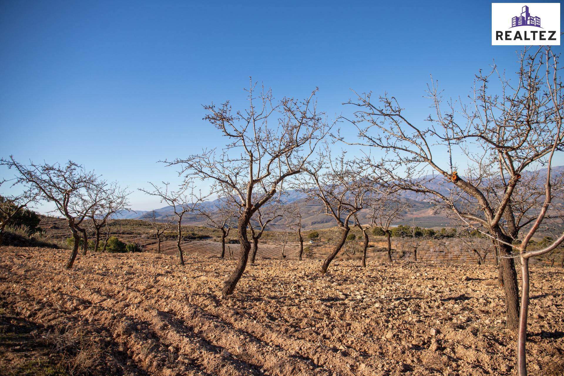 FINCA EN VENTA SITA EN ALCOLEA CON ALMENDROS ECOLÓGICOS EN P - foto 5