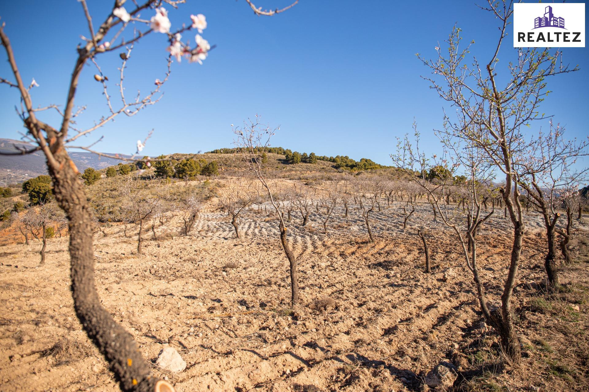 Finca rústica en Alcolea con almendros ecológicos en plena p