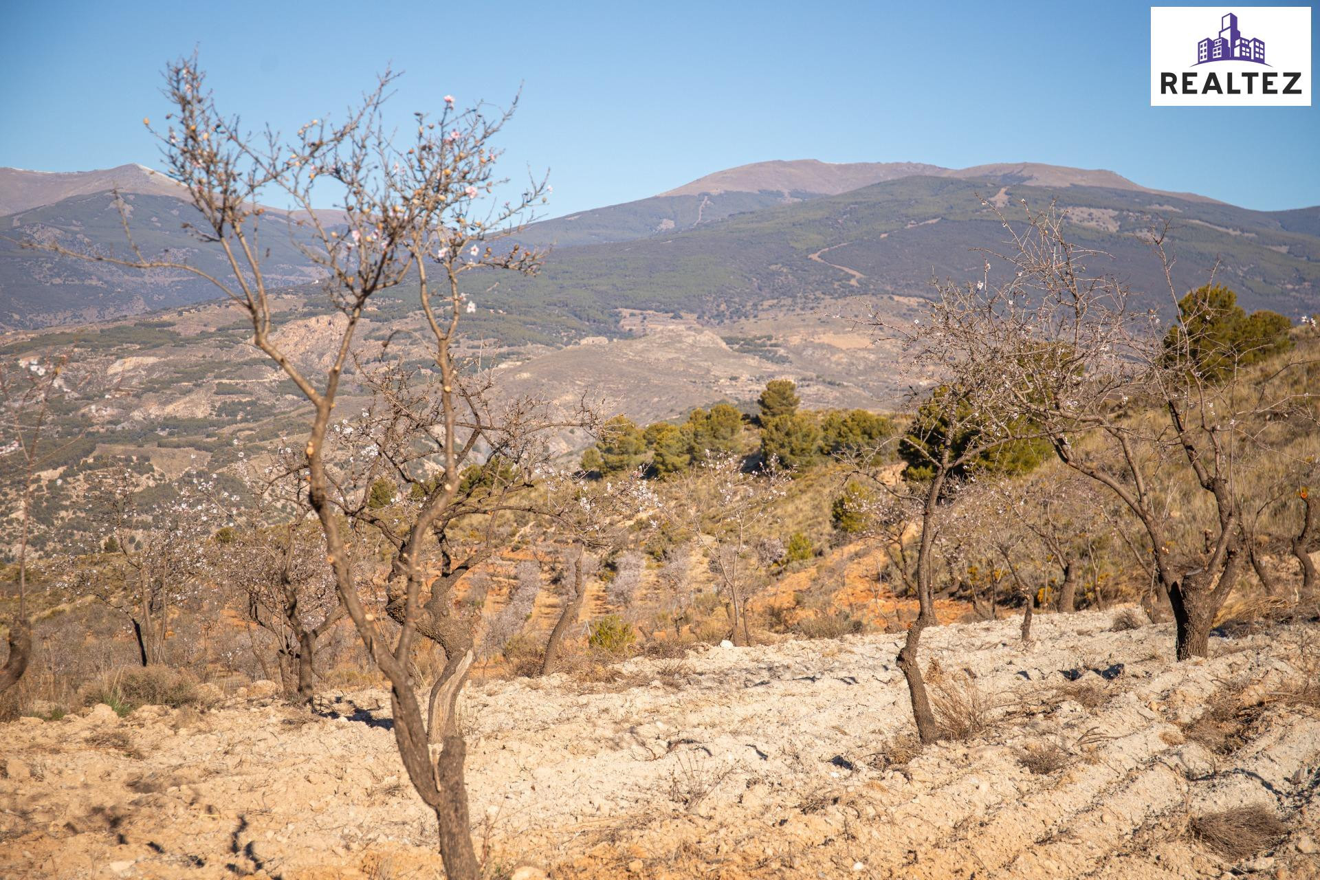 Finca rústica en Alcolea con almendros ecológicos en plena p - foto 3