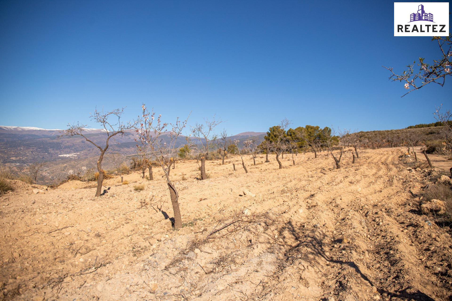 Finca rústica en Alcolea con almendros ecológicos en plena p - foto 4