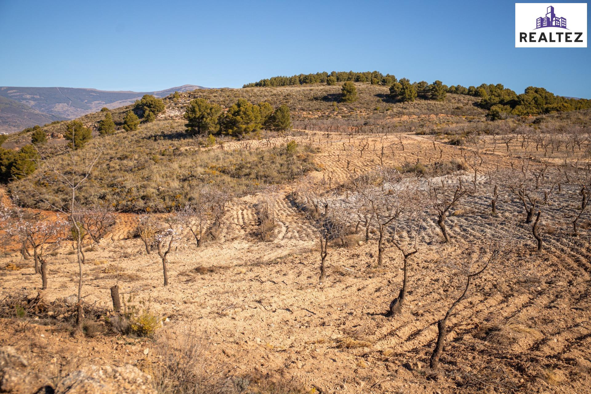 Finca rústica en Alcolea con almendros ecológicos en plena p - foto 5