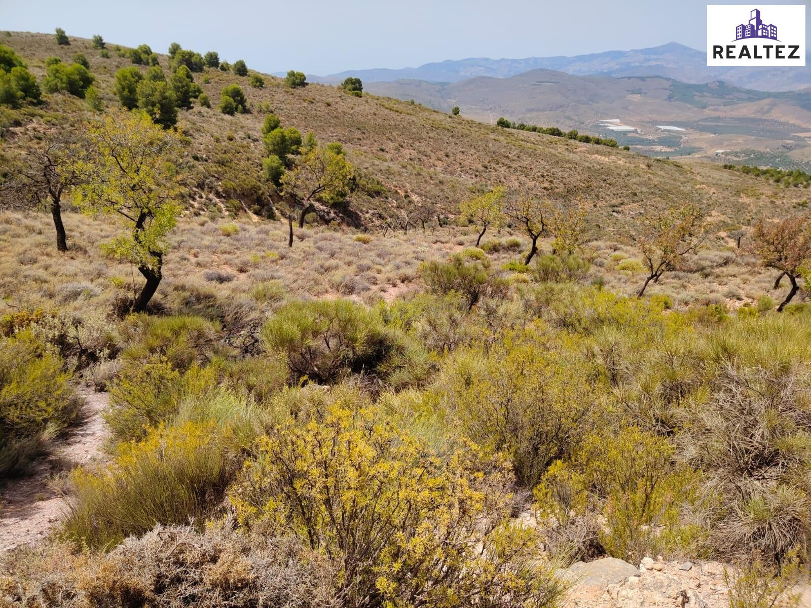 Terreno en venta en Alcolea