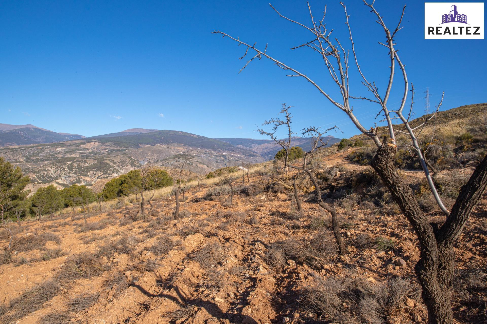 Gran finca rústica en venta en Alcolea - foto 5
