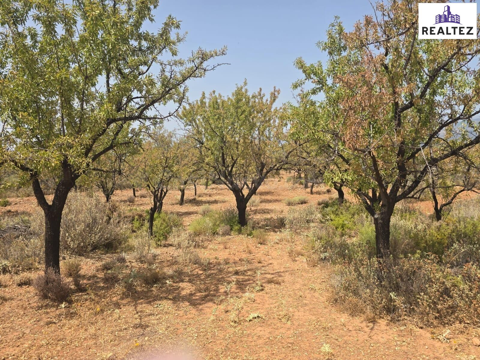 Finca con almendros a la venta en Alcolea
