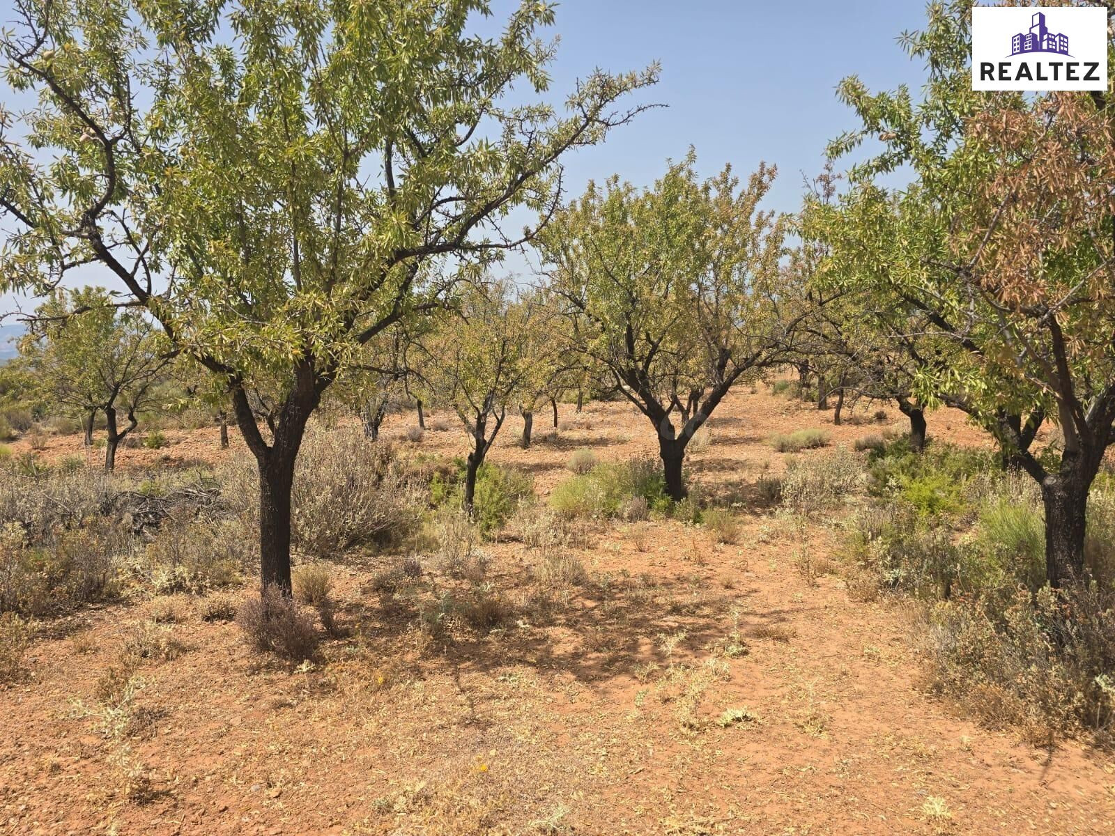 Finca con almendros a la venta en Alcolea - foto 3