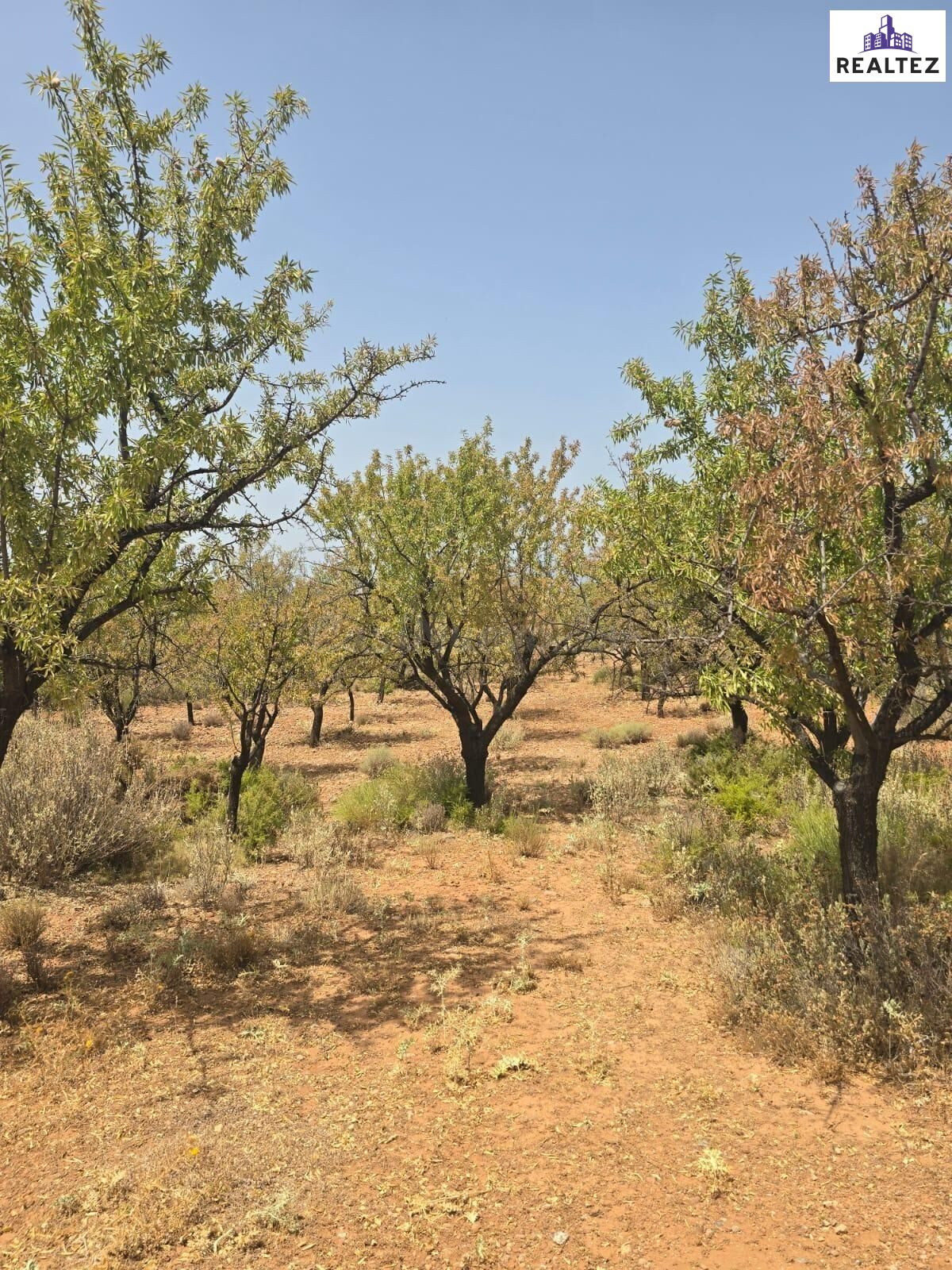 Finca con almendros a la venta en Alcolea - foto 4