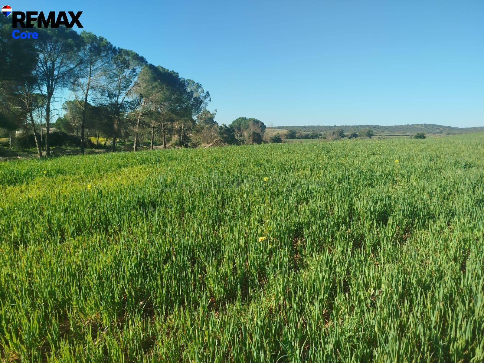 Oportunidad Única: Finca de Regadío de 30 Hectáreas al lado  - foto 2