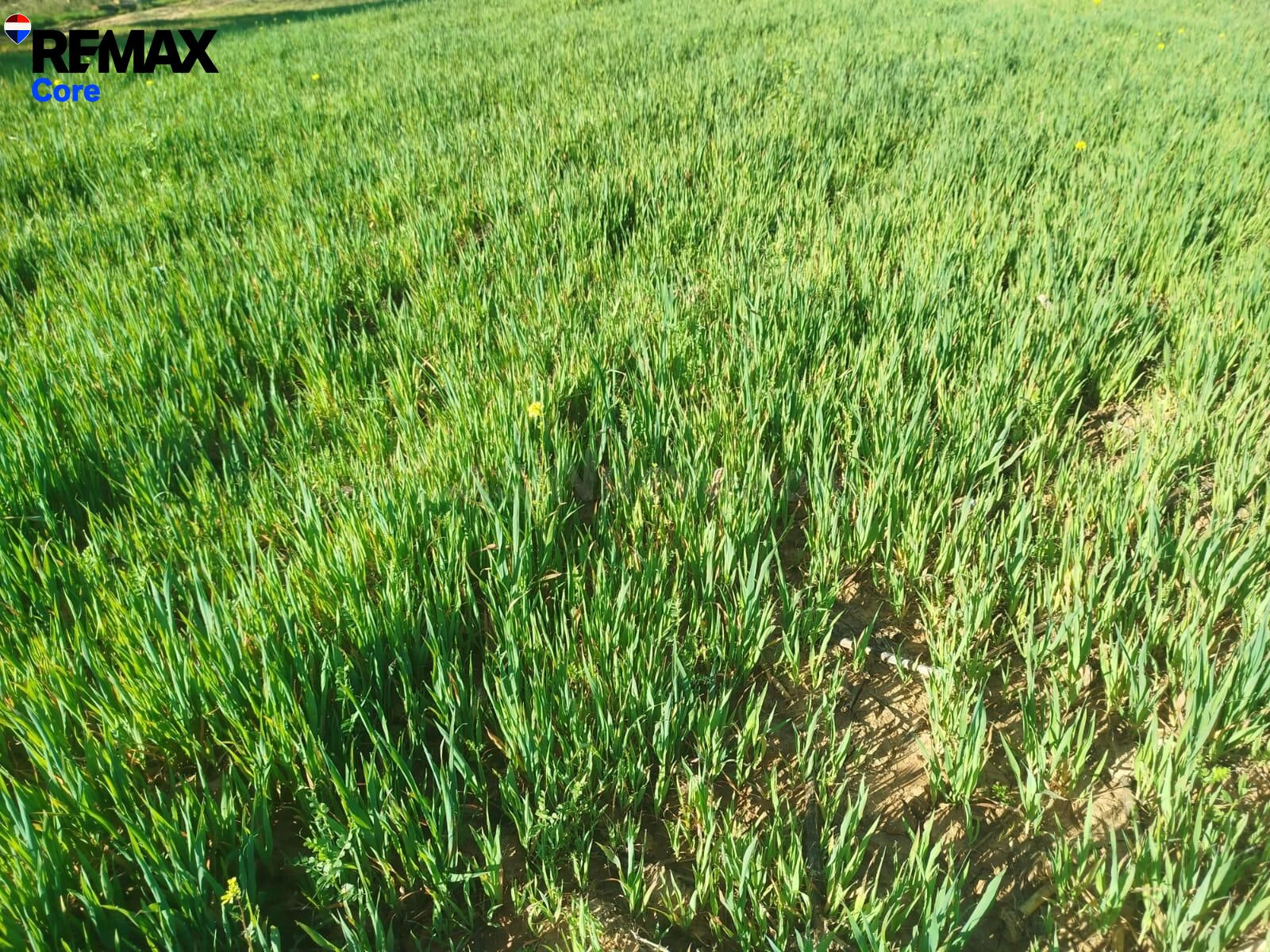 Oportunidad Única: Finca de Regadío de 30 Hectáreas al lado  - foto 4