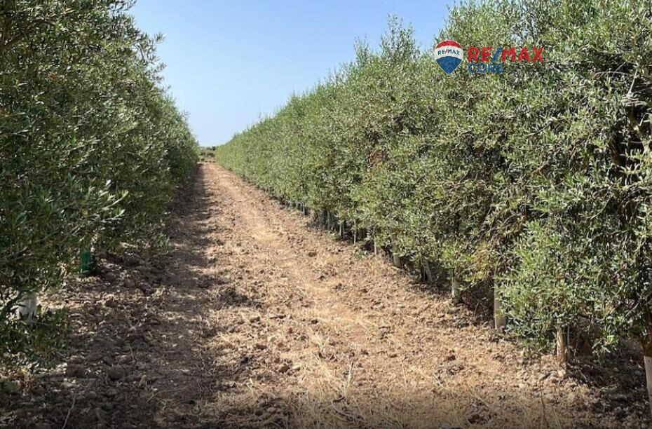 Finca de Olivos Superintensivos e Intensivos en Excepcional Ubicación