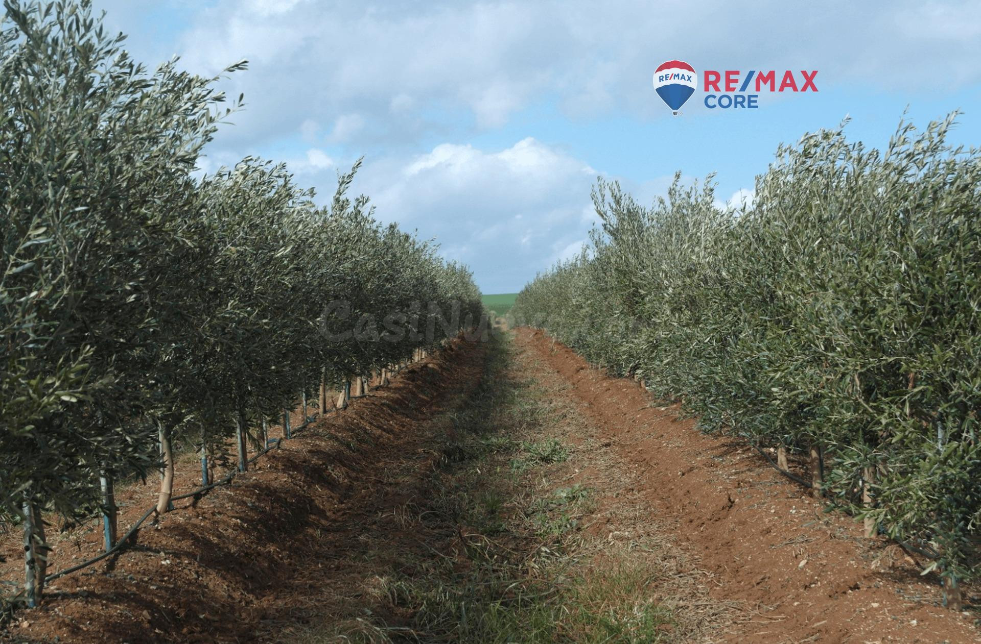 Finca de Olivos Superintensivos e Intensivos en Excepcional Ubicación - foto 2