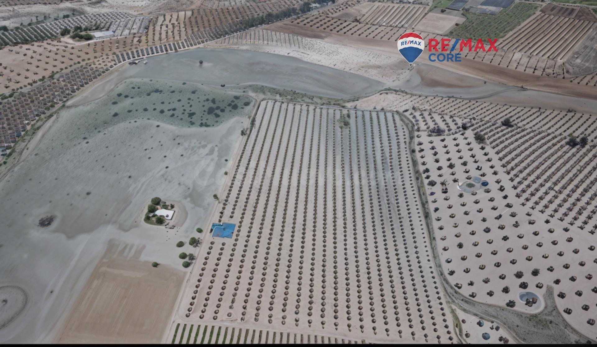 Finca de Olivos Superintensivos e Intensivos en Excepcional Ubicación - foto 4