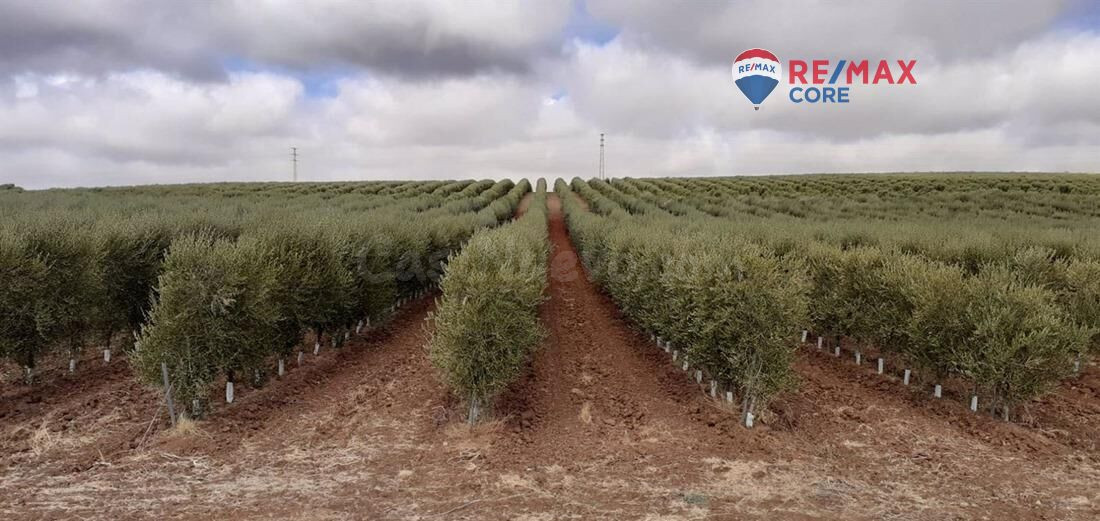 Finca de Olivos Superintensivos e Intensivos en Excepcional Ubicación - foto 5