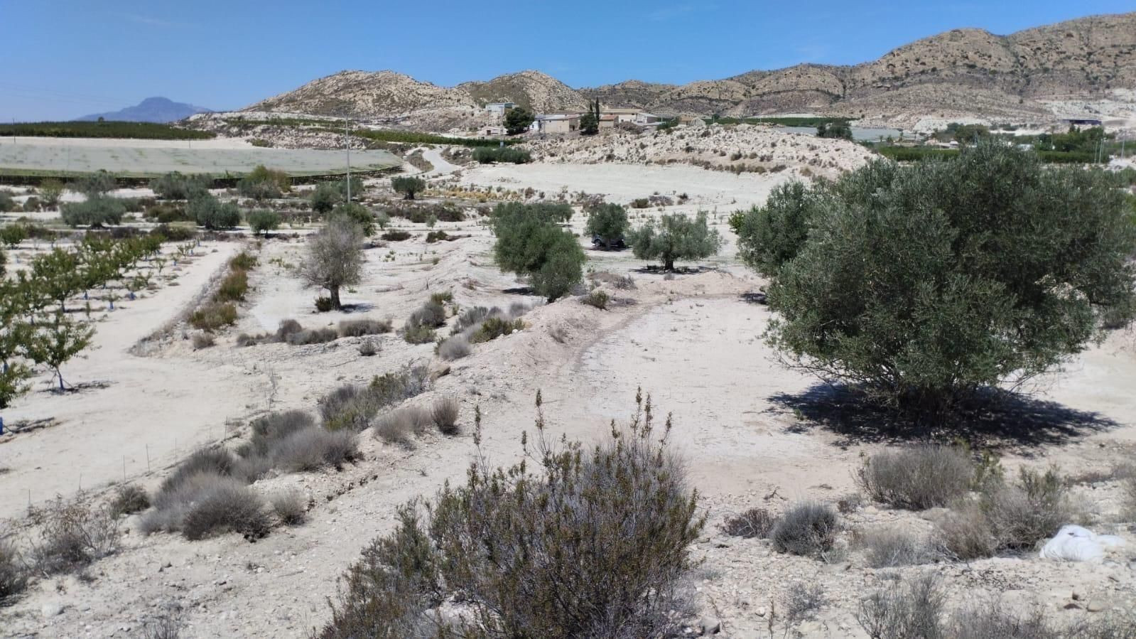 Terreno con Olivos - La Espada, Molina de Segura