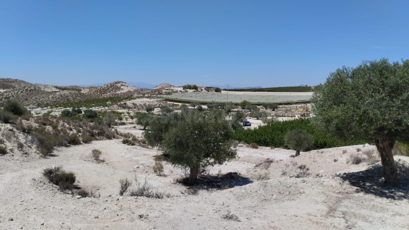 Terreno con Olivos - La Espada, Molina de Segura - foto 3