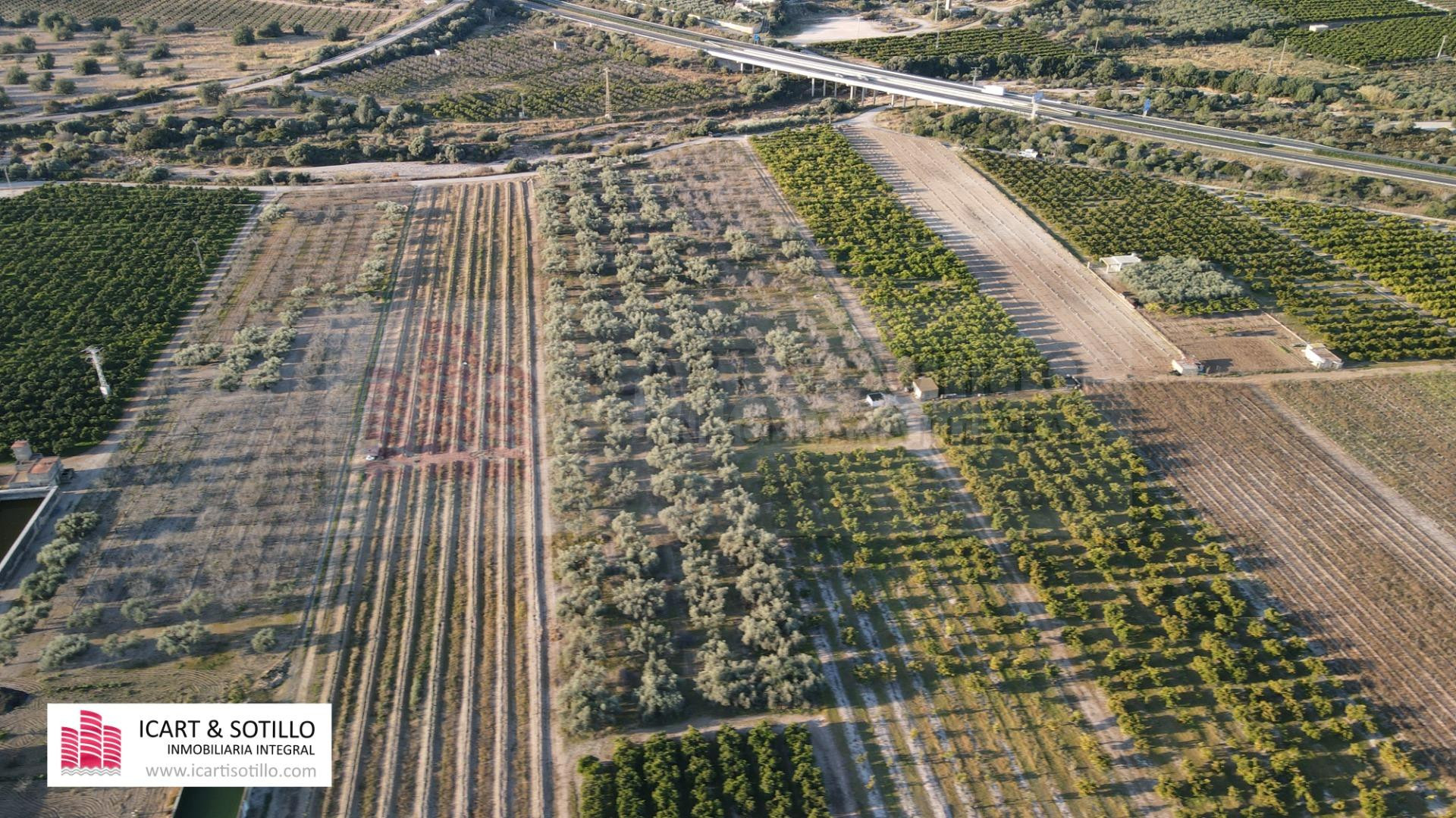 MAGNÍFICA FINCA DE OLIVOS CON POZO