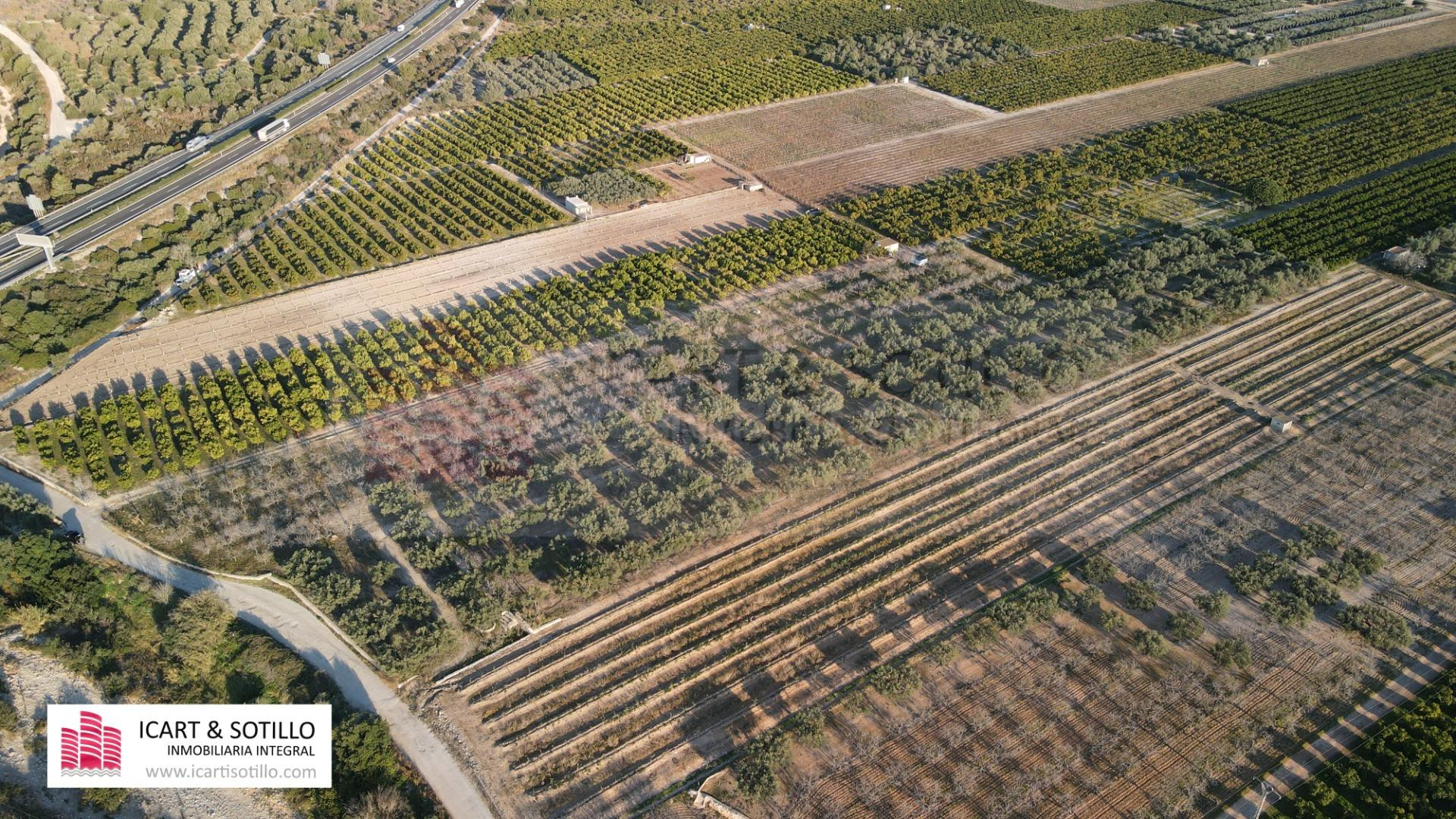 MAGNÍFICA FINCA DE OLIVOS CON POZO - foto 2