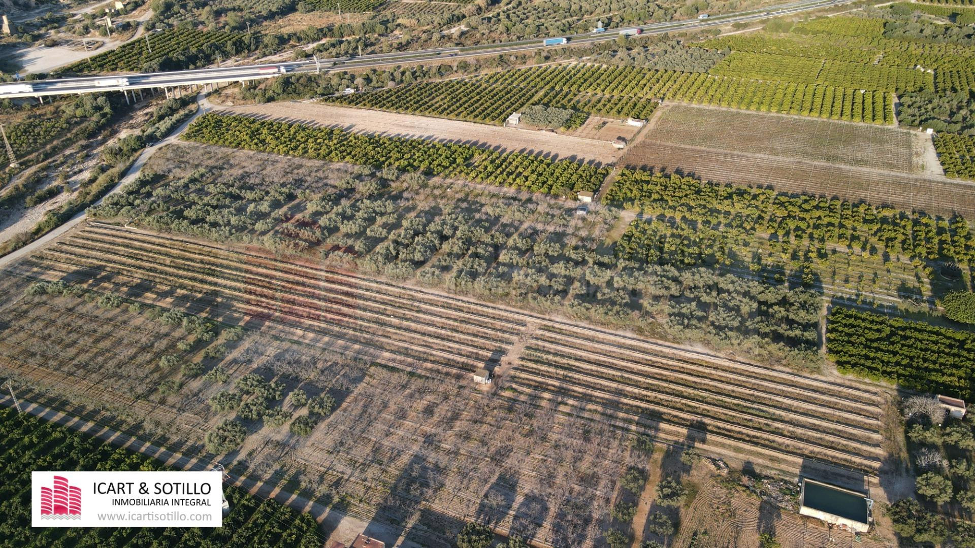 MAGNÍFICA FINCA DE OLIVOS CON POZO - foto 3