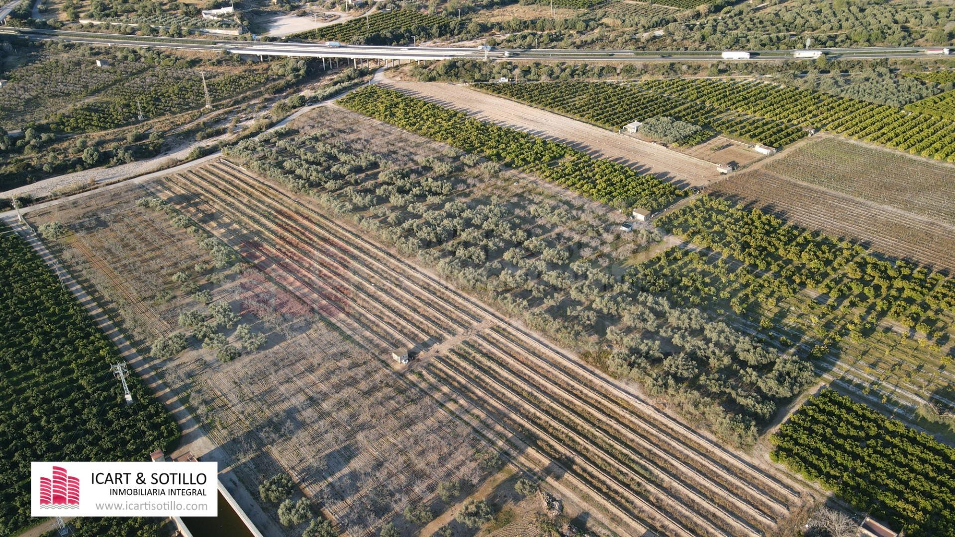 MAGNÍFICA FINCA DE OLIVOS CON POZO - foto 4
