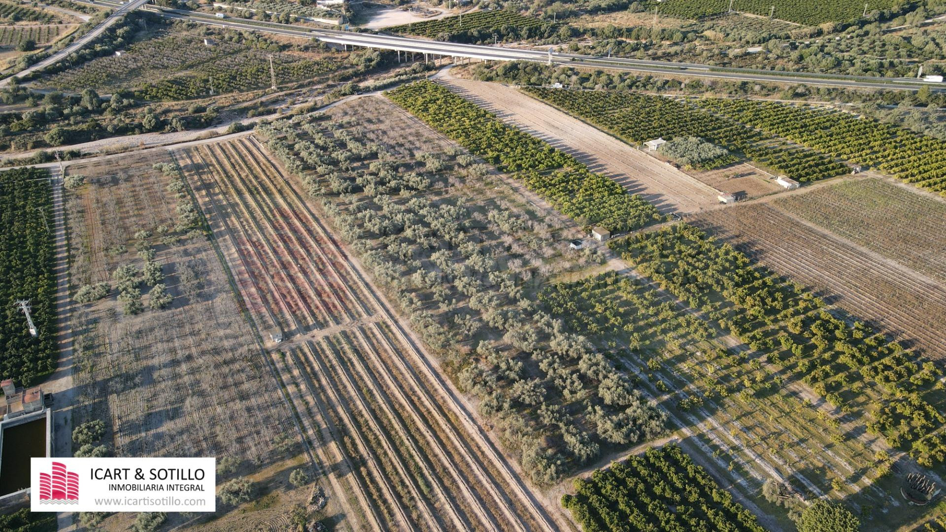 MAGNÍFICA FINCA DE OLIVOS CON POZO - foto 5