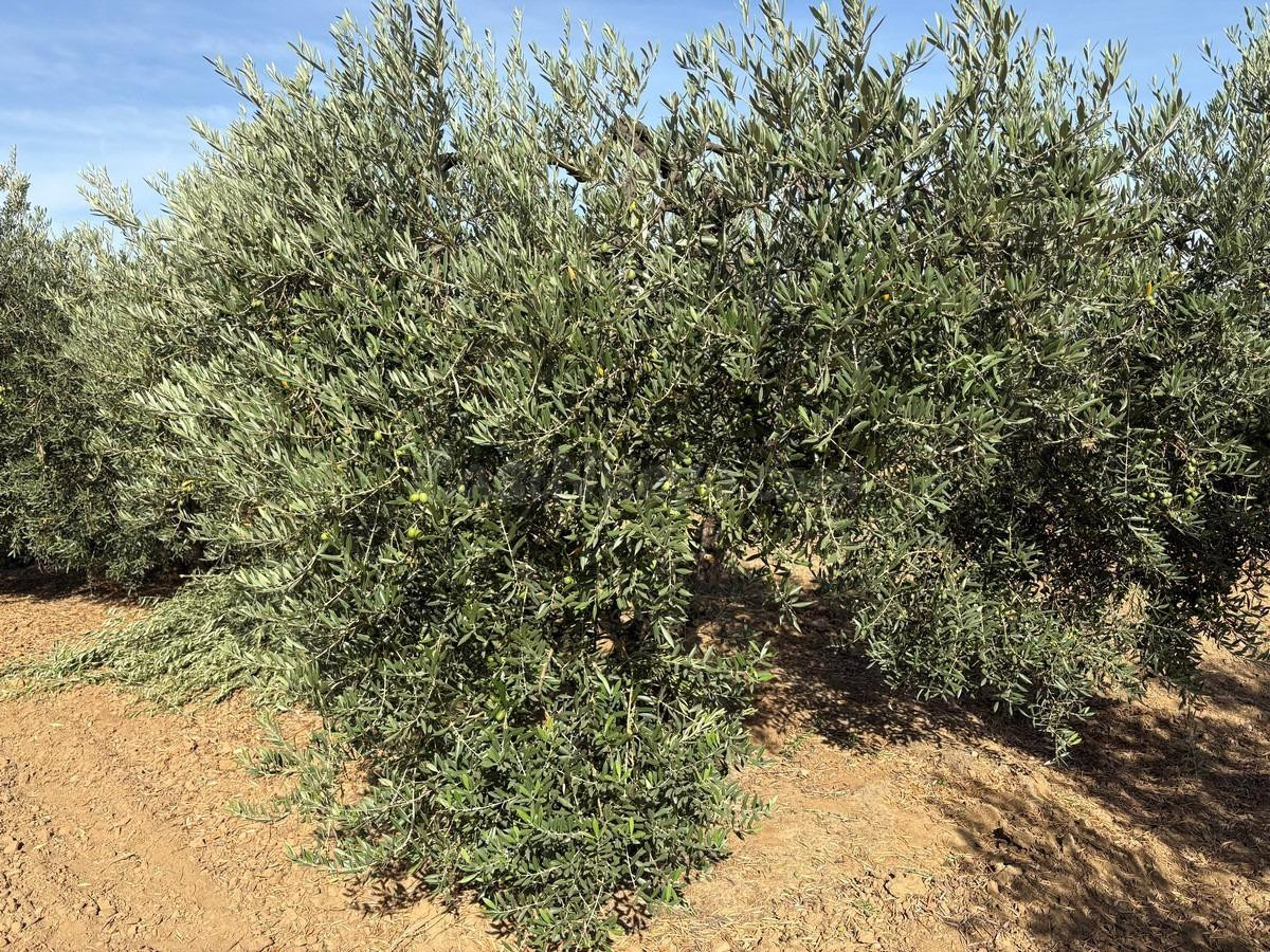 Finca de olivar